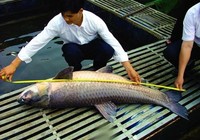 《涉釣英雄傳》第91集 四川自貢水庫抬釣大青魚