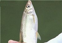 《涉釣英雄傳》第115集 湖南水庫浮釣黃尾魚