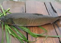 《涉釣英雄傳》第90集 崔日馬焱山東濱州探釣大草魚