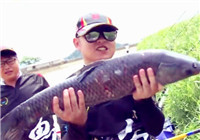 《涉釣英雄傳》第128期 黑坑作釣鯉魚任務
