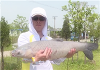 《涉釣英雄傳》第118集 黑坑“魚王”個人對抗賽