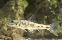 《涉釣英雄傳》第99集 湖南邵陽探釣特色魚種鮈魚