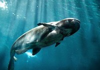 《涉釣英雄傳》第92集 探釣泰國河中巨怪(上)
