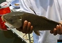 《涉釣英雄傳》第64集 松滋洈水戰大草