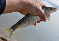 《涉釣英雄傳》第98集 青海冰川河道探釣石花魚