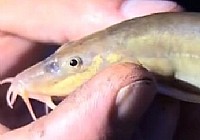 《涉釣英雄傳》第69集 高原野釣黃河怪物