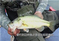 《托馬斯路亞日記》 春季再戰天頂湖鱸魚連竿