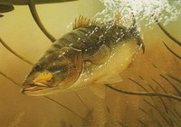 《托馬斯路亞日記》夏季高溫模式路亞鱸魚技巧總結