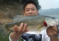 《托馬斯路亞日記》春季根據魚性路亞鱸魚技巧總結
