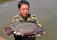 《漁樂工作站》第85集 搏大魚高手講解風箏窩垂釣羅非魚技巧