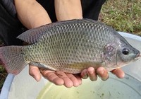 《漁樂工作站》第84集 特制餌料釣羅非技巧