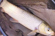 《漁樂工作站》第87集 東區大魚季自留地釣獲野生大草魚