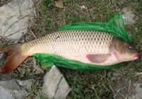 《漁樂工作站》第83集 湖北丹江口水庫網箱筏釣大鯉魚技巧