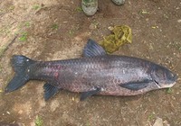 《漁樂工作站》第80集 湖南常德站長本味餌料釣大青魚