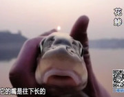 《有余說漁》第88集 重慶春季野釣攻略