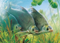 《有余說漁》第100集 呂中勝親授湖北野釣武昌魚全攻略