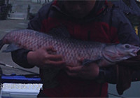 《越野越釣》20160304 阿岳杭州黑坑搏大青
