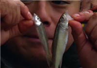 《越野越釣》20160401 浙江水庫野釣連竿上馬口魚