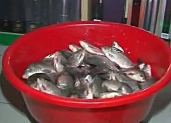 《漁樂生活》第71集 曾憲舜的釣大魚秘技視頻