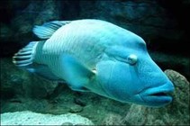《漁樂生活》第76集 釣魚達人倪東海的海釣夢