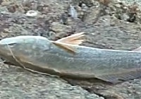 《漁樂生活》第59集 海釣燈塔陳少友