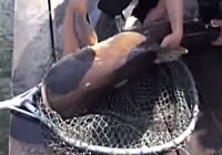 《漁樂生活》第67集 泰國探釣行垂釣金線魚斬獲湄公鯰