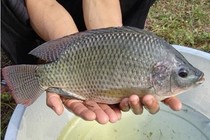 《漁樂生活》第75集 云南羅非王任思城