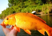 《魚資漁味》20151124 釣友八仙洞水庫筏釣擒獲米級黃金巨鯉