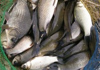 《魚資漁味》20150819 黑坑釣鯽魚的窩料味型調整技巧