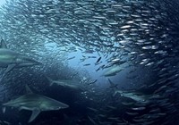 《魚資漁味》20150424 南非百萬沙丁魚遷徙季開始