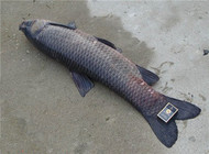 《魚資漁味》20150828 釣友釣獲132斤大青魚