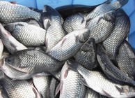 《魚資漁味》20150820 同城約釣賽尾數賽單場釣獲309尾