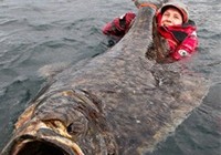 《魚資漁味》20150609 釣友加拿大釣獲1.5米巨型比目魚
