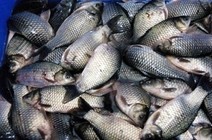 《魚資漁味》20151210 冬季黑坑釣混養魚塘的釣竿和餌料