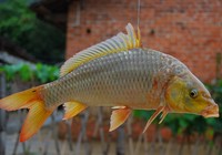 《魚資漁味》20150429 魚塘老板捕獲35斤金黃鯉魚王