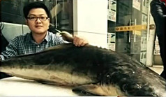 《魚資漁味》20150128 南海冬釣3天釣獲2噸魚