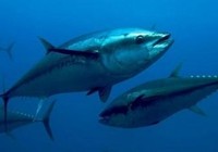 《魚資漁味》20150430 漁民捕獲酷似外星人怪魚