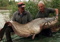 《魚資漁味》20150728 國外釣友釣獲200斤巨鯰