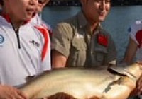 《魚資漁味》20140221 釣友泰國挑戰大型鯰魚
