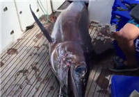 《魚資漁味》20160526 新西蘭海釣擒獲巨型劍魚