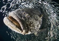 《魚資漁味》20150827 釣友馬來西亞釣獲90斤龍躉石斑