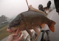 《魚資漁味》20150619 垂釣鯉魚何時需要打重窩