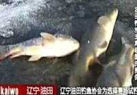 《魚資漁味》20141218 舉辦盤錦千人冰釣賽視頻