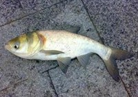 《魚資漁味》20151203 釣友探釣遼寧盤錦清香餌料擒獲大白鰱