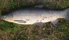 《魚資漁味》20150407 岳陽一水庫釣獲61.4斤大青魚