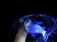 《魚資漁味》20150803 夜釣城市友好對抗賽開打