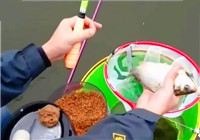 《魚資漁味》20161102 四川成都舉辦同城約釣賽