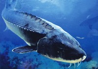 《魚資漁味》20150616 浙江黑坑手竿釣獲138斤巨型鱘魚