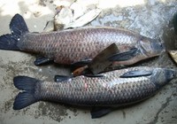 《魚資漁味》20150812 安徽釣友黃山水域擒獲大青魚