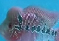 《魚資漁味》20140224 主持人櫻子探釣馬爾代夫